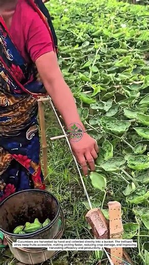 Fresh Cucumber Harvesting | Efficient Field Farming