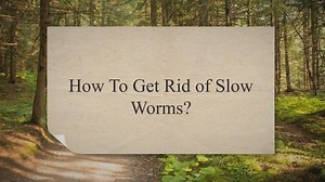 What to Do With Snowdrop Bulbs After Flowering? - Garden Doctor