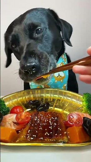 What's REALLY Lurking in Your Pet's Kibble?