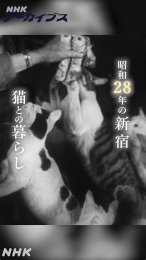 🐱きょうは「猫の日」 NHKアーカイブスから紹介するのは、1953(昭和28)年の新宿。なんと30匹の猫を大切に飼う、昭和のある家庭の風景です。 🎞️全編はNHKアーカイブスで https://www.nhk.or.jp/archives/nannnohi/shouwa/0222/ #昭和なつかし映像 | NHKアーカイブス
