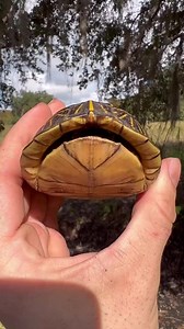 7.6K views · 87 reactions | Box turtles are so-called because they can completely close up their shell, much like a box. There is a 'hinge' located on the plastron, or the lower part of the shell, that allows for total closure. | Animals Videos | Facebook