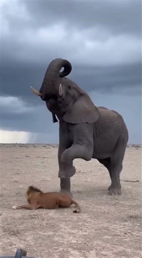 Elephant DESTROYS Lion - STOMPS Repeatedly to SAVE Buffalo Calf! 🐘 새끼 구출 🐘 赤ちゃん救出 #viral #elephant