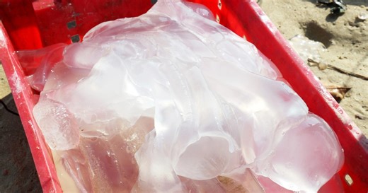 Sứa biển vào mùa, ngư dân Quảng Nam tranh thủ đánh bắt "lộc biển"