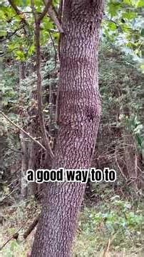 American Persimmon Tree #treeidentification #persimmon #deerhunting #landmanagement #native habitat