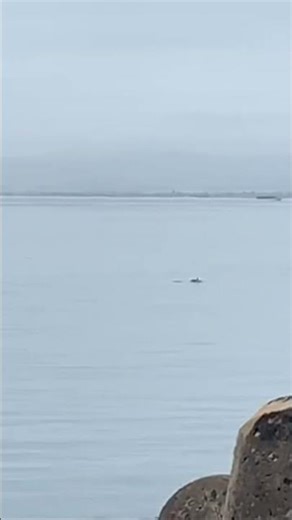 Wild Dolphins surfing the waves 🐬