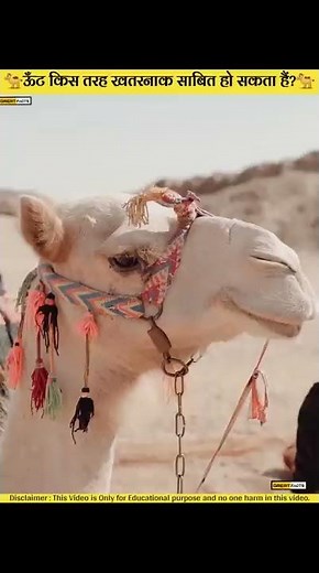 😱Why 🐫dead camel is Explode? | Greatfacts #shorts #facts #camel