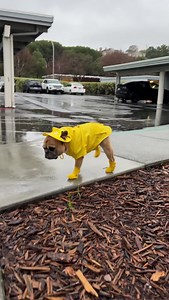 My dog’s legs don’t work anymore 🙃 #edsheeran #rainyweather #dogboots #frenchbulldog | Gus Gus In The City