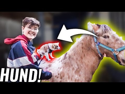 Flash REITET das erste mal auf Lea‘s PFERD!