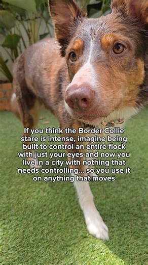 This is the Border Collie stare 👀 When a Border Collie locks in, their pupils dilate to let in more light - allowing them to detect the tiniest flicker of movement in their surroundings. Pupil size is one of the clearest signs their herding instinct is fully activated. That stare isn’t random. When their pupils dilate, the brain releases a rush of dopamine - the same neurochemical that drives pleasure and motivation. It feels good to stare. That’s why Border Collies seek movement to fixate on a