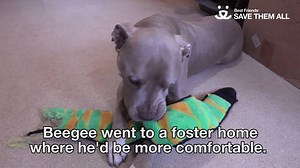 Meet Beegee, a canine full of life, love, and best of all — plenty of licks. While Beegee was unfortunately diagnosed with inoperable cancer, he has a very special treatment plan: have plenty of good times, adventures, and live fully each and every moment. Watch his incredible story and SHARE to help Save Them All! -emily | Best Friends Animal Society