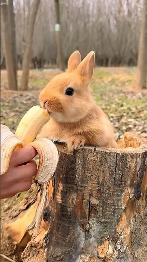 funny Bunny eating Banana 🍌😋 #bunny