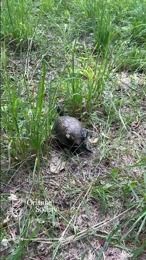 Eastern Box Turtle with Radio Telemetry and GPS Logger Transmitters