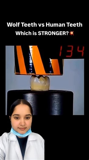 Dr. Aashita Sharma || Dentist & Creator on Instagram: "Most people assume wolf teeth are stronger because they hunt and tear flesh… but the truth might surprise you. Human tooth enamel is one of the hardest substances in the human body — even harder than bone. When tested under extreme pressure, human teeth can actually withstand more force than wolf teeth. This hydraulic press machine experiment clearly shows the difference in strength and structure. Watch till the end to see which one survives