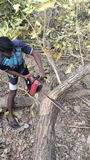 Felling big tree and cut side branches #chainsaw