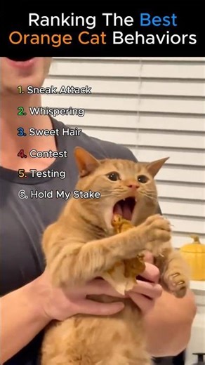 “Orange Cats Being Orange (You’ll Laugh HARD)”😂” #shorts #usa #viral #trending