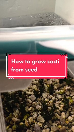 How to grow cacti from seed— This is how I do it, there are many successful methods out there and you can watch people get worked up about it. I’m pretty lazy :). Share any tips in the comments! 1. I don’t use a special mix. It is the same as my regular plants, 75/25 pumice/compost 2. I don’t sterilize the mix but it does sit in the sun all day 3. The gravel is the best defense against too much mold/fungus 4. The lights are cheap T5 grow lights that are about 11” from the plants 5. Heat is set t