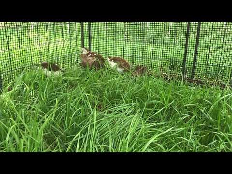 How We Raise Our Quail NATURALLY on the Grass!