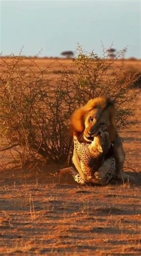LION vs CHEETAH: The Ultimate Savanna Battle! 🦁🐆 #shorts