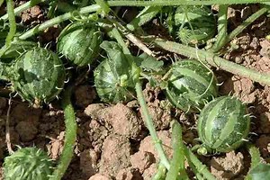 Cucumis myriocarpus - Alchetron, The Free Social Encyclopedia