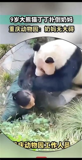 Oh my gosh: Panda Chase, Keeper Run!#panda #funny