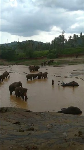 Elephant bathing with gray water