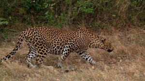 102K views · 3.7K reactions | Hanuman langurs watch from up high as a leopard takes silents steps stalking his prey. | National Geographic Animals | Facebook