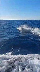 Guatemala - Sea Fox went 7-17 on Sailfish on Fly and 1-1 on Blue Marlin on Fly. | Marlin Billfish