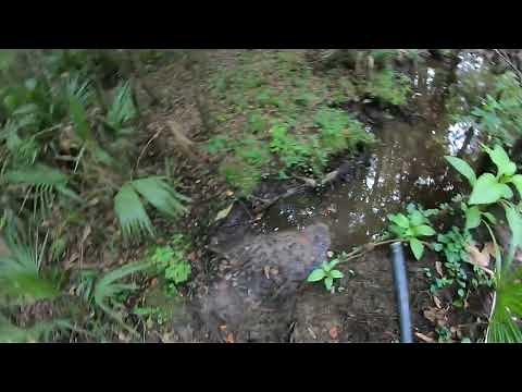 DEER DOG HUNTING 2025 FIRST RACE OF THE YEAR!!!