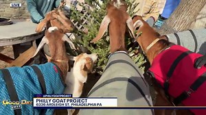 Good day uncut - Philly Goat Project