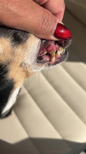 ProBtight Avanced | tights review