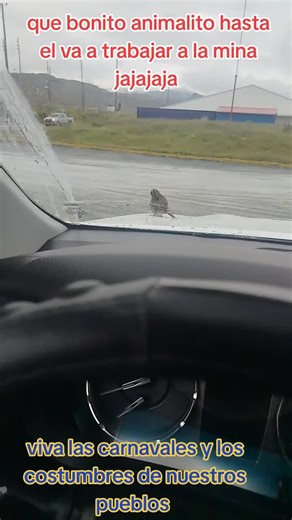 corazón valiente 123 on TikTok