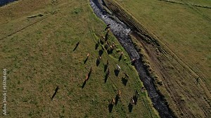 Cattle grazing near a stream on a farm in rural Iceland - drone slow tracking