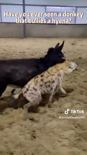 Donkey Bullying Hyena - A Wildlife Encounter