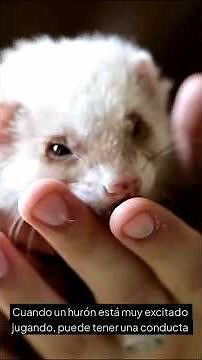 El HURÓN 🦦 Adorable "depredador" doméstico 😈 | 5 curiosidades ⚠️