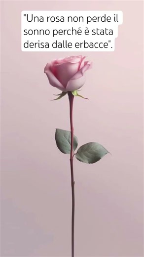 Matshona Dhliwayo #matshonadhliwayo #cure #flowers #flower #resiliência #resiliance #poetry #colors