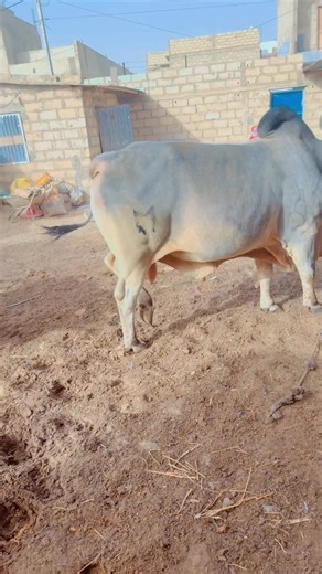 Élevage de volailles au Sénégal