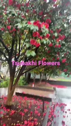 Tsubaki Flower (Camellia)In Japan # Beautiful Flowers