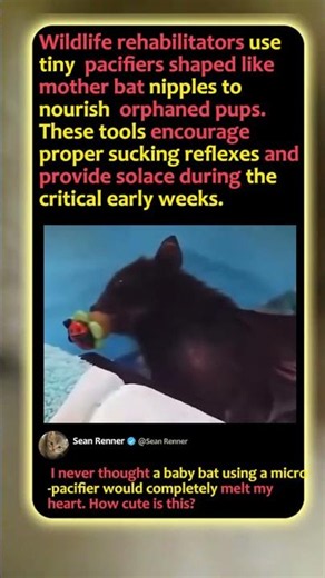 Saving Orphaned Bats With MINI Pacifiers! 🦇 #Rescue #Cute #Wildlife