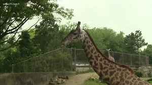Learning about long-legged, loveable giraffes | Creature Feature