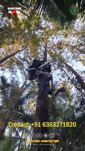 Amazing Tree Climbing Machine 😱 #tree #machine #treeclimbing #TreeClimbingTool #treeclimbingmachine | Discover Agriculture