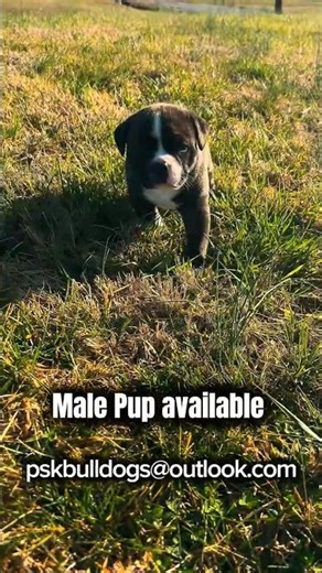 Male pup available #god #jesuschrist #puppy #puppies #puppylove