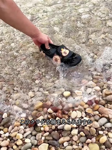 Can I Grab This Jellyfish? — Safe Handling Tips for Jellyfish
