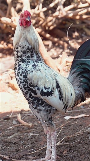 This Gamefowl Looks Like a MINI DINOSAUR 😳🐔 #gamefowl #chicken #poultry