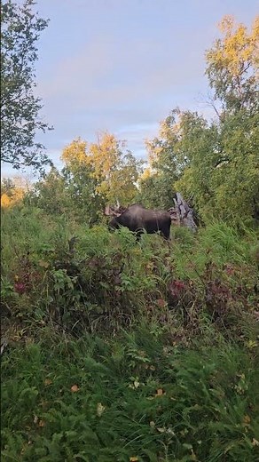 Kincaid Park Moose, Anchorage, Alaska