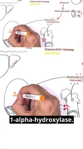 Small hormone, major mineral control ⚡🦴 #endocrinology #parathyroidhormone #calciumregulation #meded
