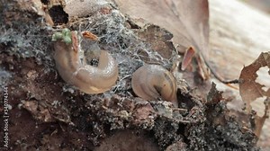 Two slugs crawling together across tree
