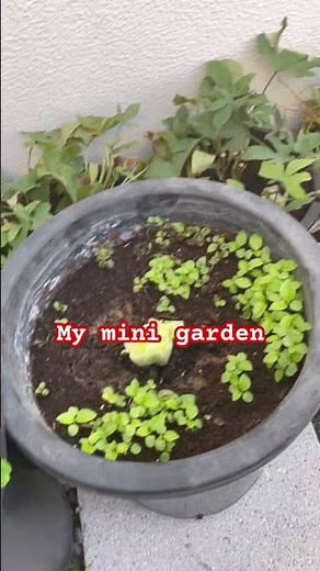 I Built a Mini Garden in a pot