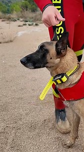 74K views · 2.5K reactions | ‍了 La importante labor de los perros en las zonas afectadas por la DANA.  Un cabo de la UME explica cómo son cruciales en la búsqueda en zonas inundadas. #ume #dana #valencia #rescate #perros | El Español | Facebook