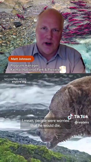 By popular vote, bear 32 Chunk was crowned the fattest bear in Alaska's Katmai National Park during the annual Fat Bear Week contest. The final tally showed 32 Chunk receiving 96,350 votes, surpassing bear 856, who garnered 63,725 votes. #bear #jaw #alaska #usa #katmai