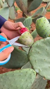 215K views · 602 reactions | Amazing delicious ripe cactus fruit harvest from Farm by Rural Farmer | Fresh Fruits #fruit #Amazing #viralvideoシ #farming #harvest #rural #viralvideo | Satyam creater | Facebook